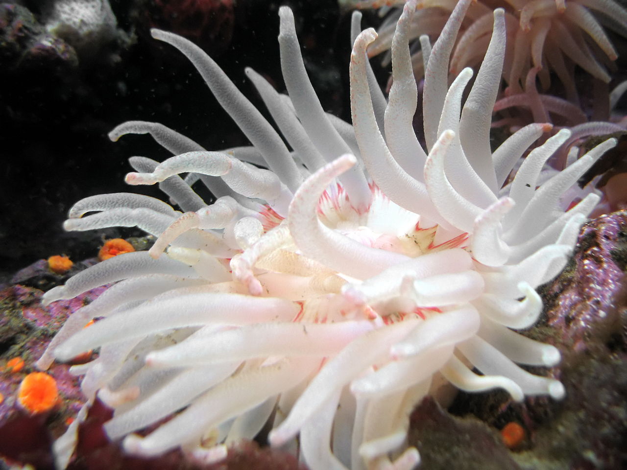 A Sea Anemone Fascinating Facts About Sea Anemones You Never Knew.