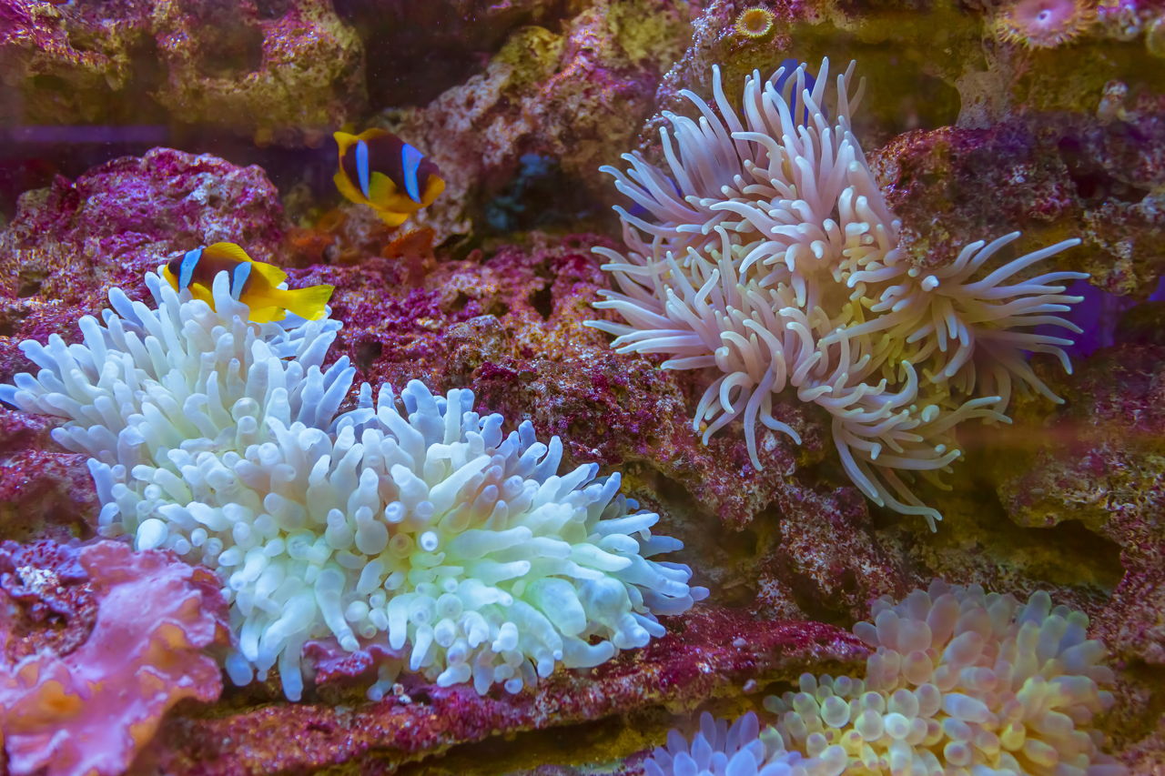 Fascinating Facts About Sea Anemones You Never Knew - Animal Sake