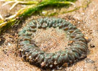 Green Sea Anemone Out Of Water