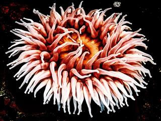 Sea Anemone Close Up