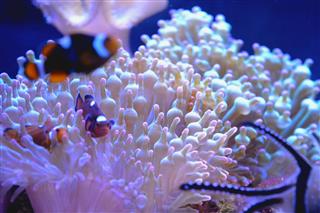 Fish And Sea Anemone