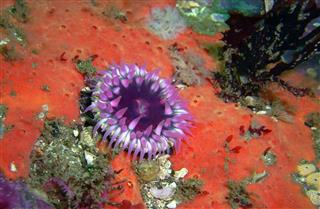 Purple Anemone On A Red Encrusting Sponge