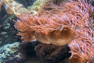 Tentacles Of A Pink Sea Anemone