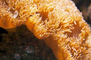 Anemone Coral