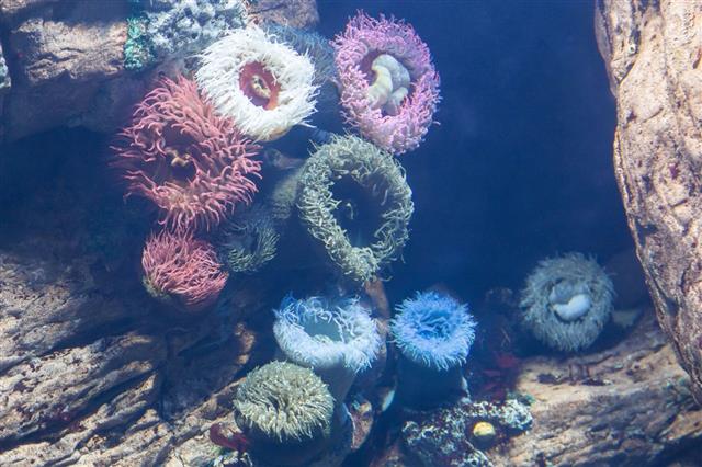 Underwater Colored Anemone In Aquarium