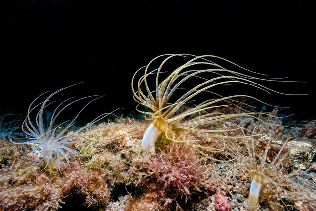 Colony Of Tube Sea Anemones