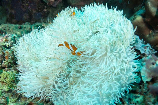 Clownfish And Sea Anemone