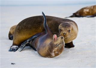 Sea Lions Playing With Each Other