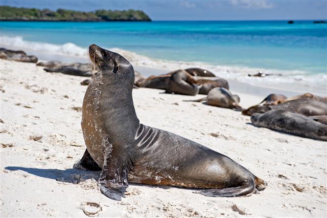 Galapagos Seal Lions On Beach