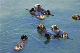 Sea Otters Resting In Calm Ocean Water