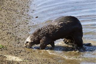 Wild Sea Otter Walking On Shore