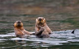 Sea Otters British Columbia