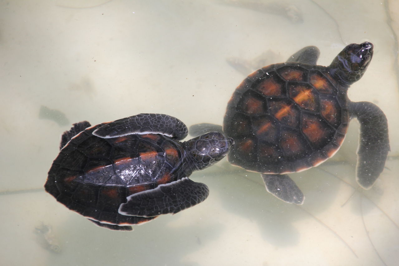 What Do Sea Turtles Eat? It's Not What You Think - Animal Sake - photo#31