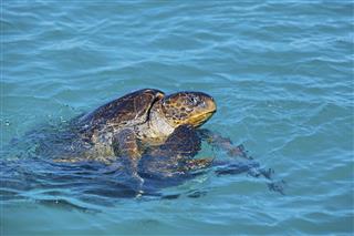Mating Sea Turtles