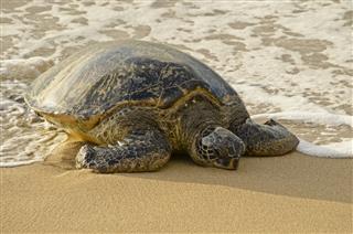 Sea Turtle On Beach
