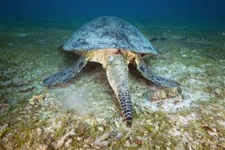 Green Sea Turtle Cheilonia Mydas