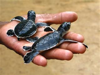 Newborn Sea Turtles Ceylon