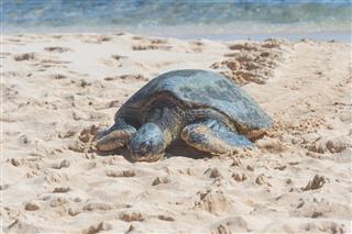 Sea Turtle Crawling Along Hawaiian Beach