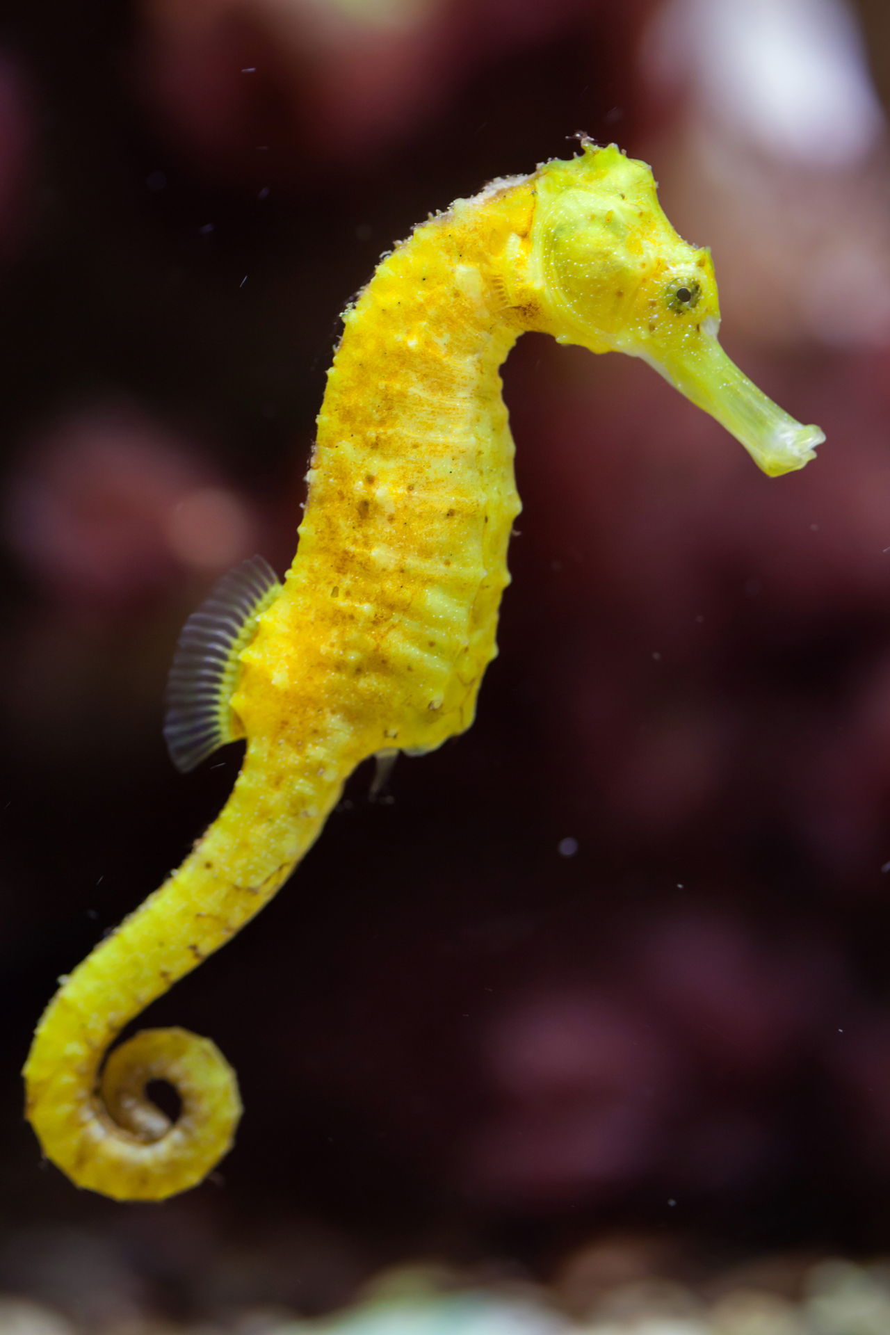Amazing Seahorse - Seahorses Facts, Photos, Information, Habitats, News ...