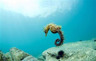 Seahorse In Water