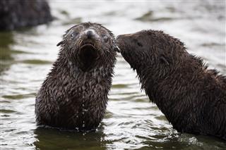 Juvenile Fur Seals Play In The Water