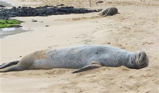 Monk Seals Sleeping