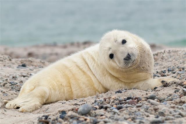 Baby Gray Seal