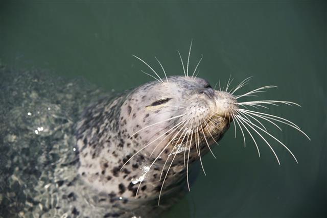 Happy Seal