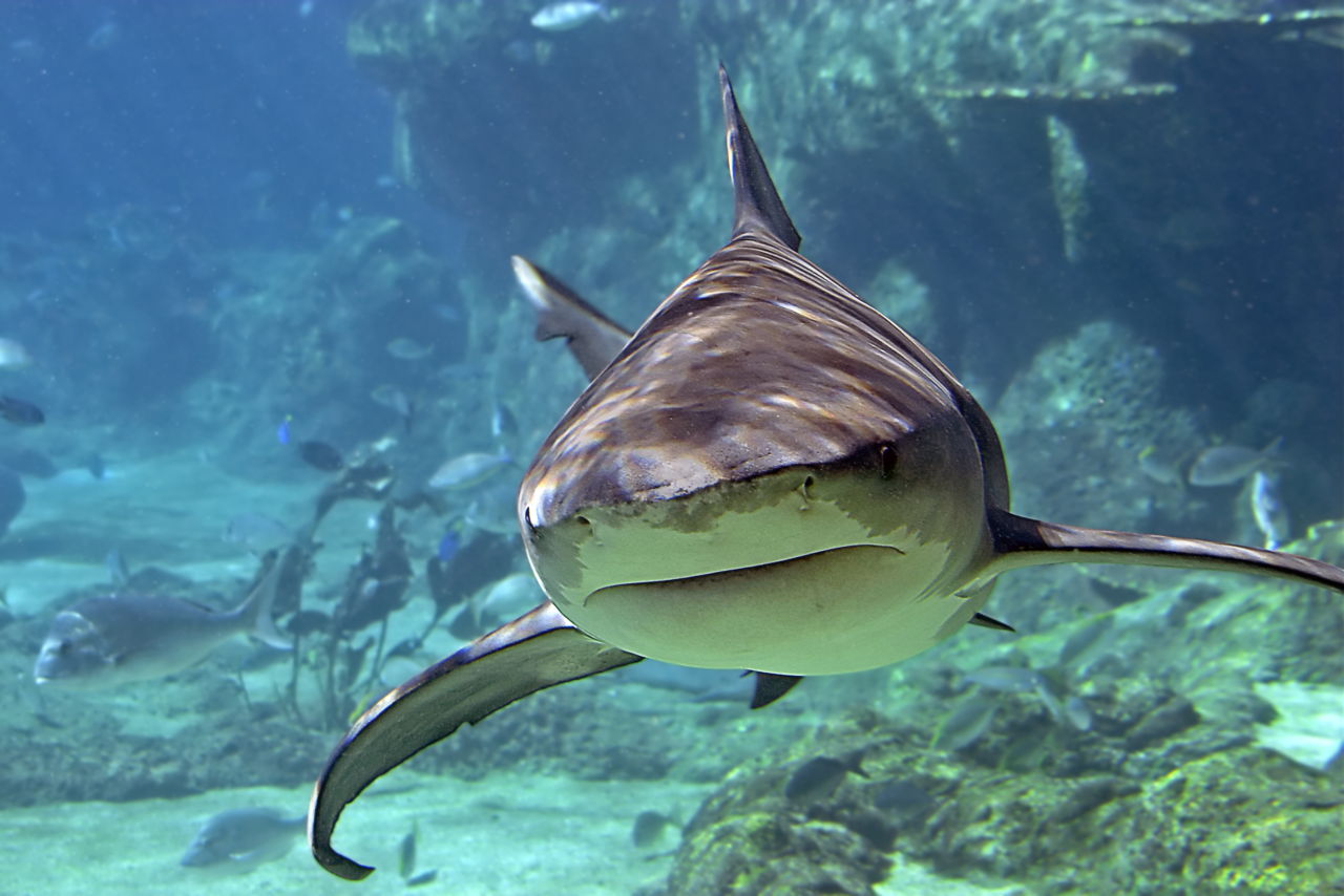 Are Sharks Mammals or Fish? Get Your Answer Right HERE ...