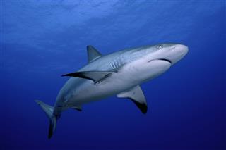 Dangerous Reef Shark