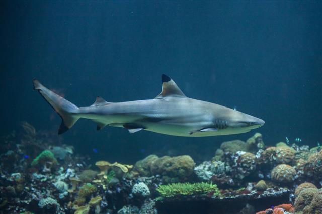 Are Sharks Mammals or Fish? Get Your Answer Right HERE!