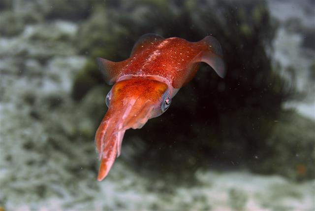 Red Caribbean Reef Squid