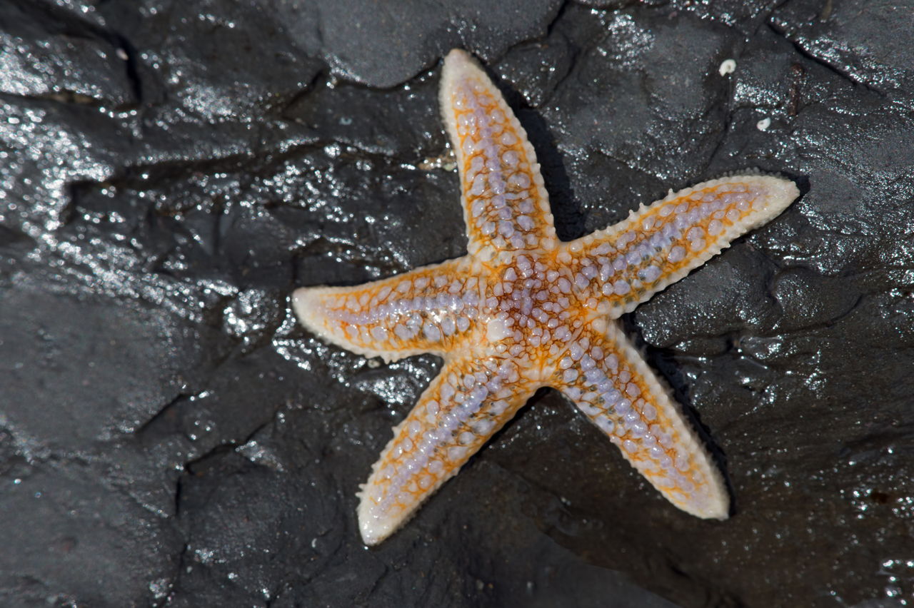 Incredibly Interesting Facts About Starfish - Animal Sake