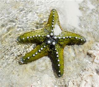 Underwater Starfish Of Zanzibar