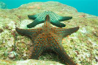 Starfish On A Rock