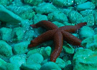 Red Starfish On Rocky Beach