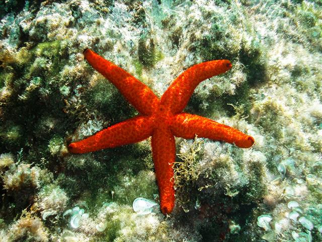 Red Starfish On Bed Of Seaweed