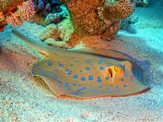 Sting Ray Under Coral