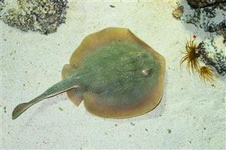 Stingray víz alatti fehér homokban fekszik