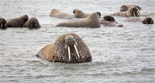 Walrus In The Sea