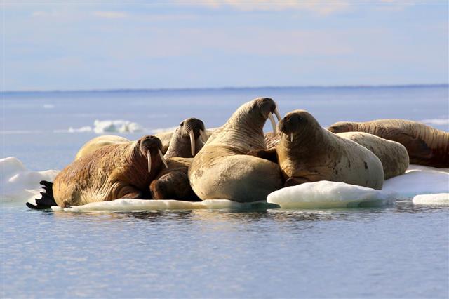 Herd Of Walruses On Ice Floe