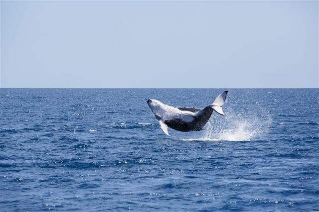 Humpback Whale Doing Big Jump