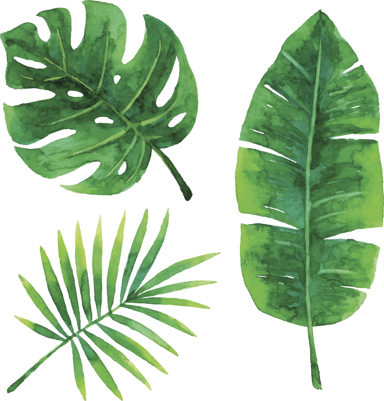 List of Palm Tree Species in Alphabetical Order - Gardenerdy