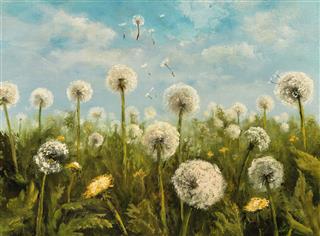 Reproduction Of Dandelions