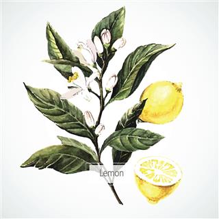 Watercolor Lemon Painting