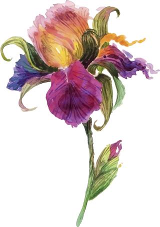 Beautiful Watercolor Iris Flower