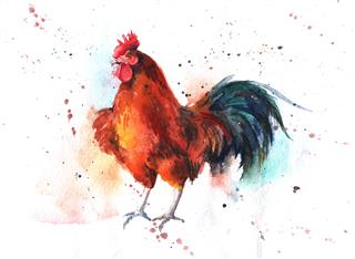 Bright Colored Rooster