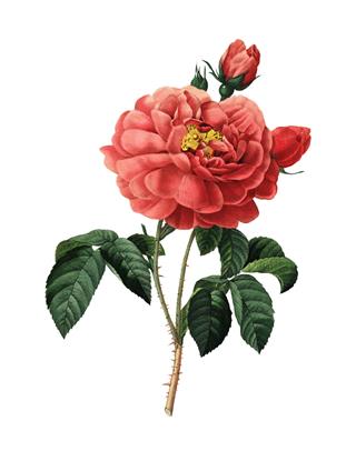 Duchess Of Orleans Rose Redoute Flower