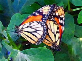 Butterflies Oil Painting