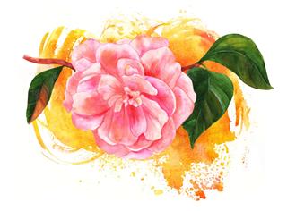 Drawing Of Pink Camellia Flower
